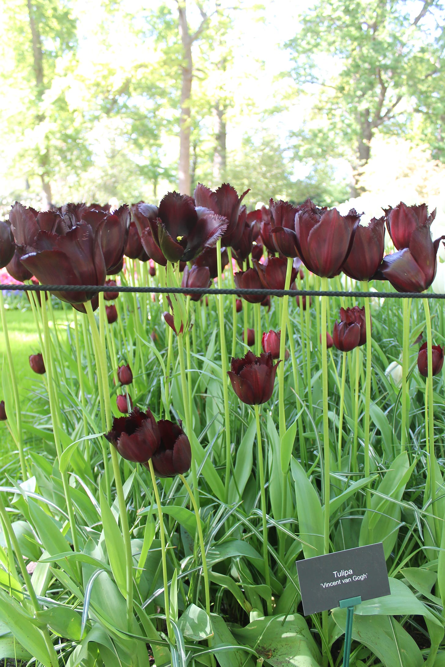 foto que mostra um canteiro com tulipas em um tom bordô bem escuro, quase preto. a plaquinha abaixo diz "tulipa vincent van gogh"