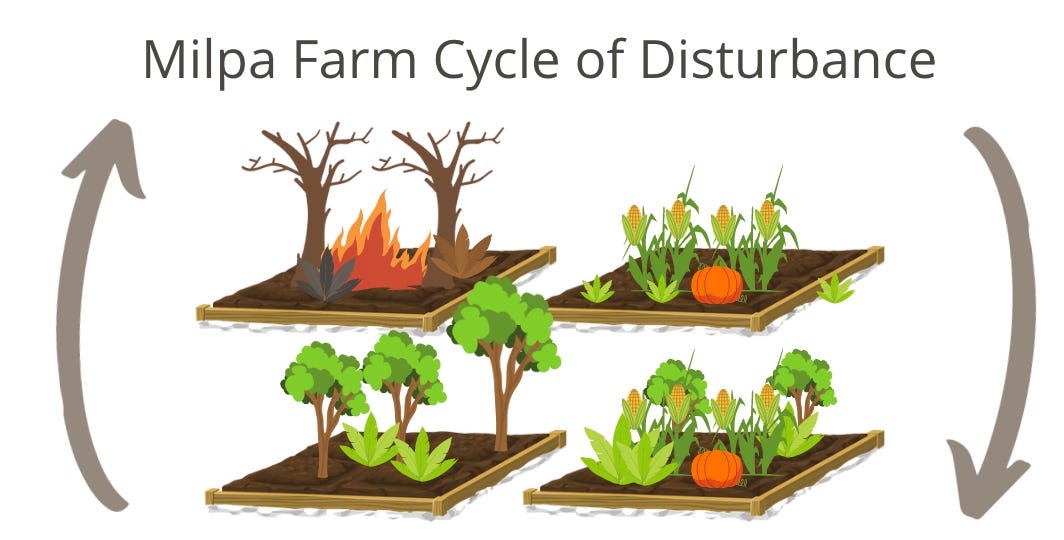an illustration showing 4 identical plots of dirt, with arrows on either side indicating a clockwise cycle between them. The upper left image shows dead trees with fire moving between them. The upper right shows typical crops growing such as corn and squash. the bottom right shows these plants intermixed with broad leaved plants and small trees. The final image on the bottom left shows large trees and some small broadleaf plants. The image suggests the cycle will begin again with the land being burned