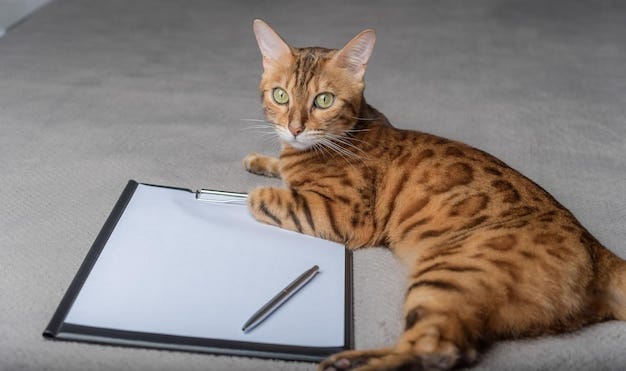 Premium Photo | A domestic cat lies next to an empty clipboard Copy space Premium Photo | A domestic cat lies next to an empty clipboard Copy space