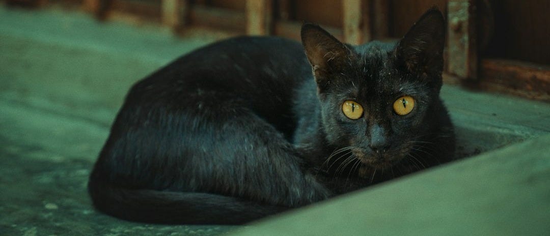 a black cat laying down on the ground a black cat laying down on the ground
