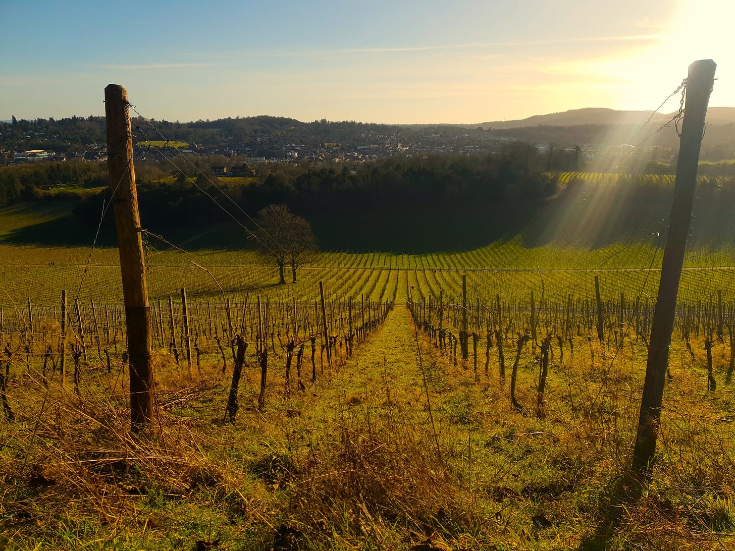 A row of vines growing in a vineyard on a sunny winter's day