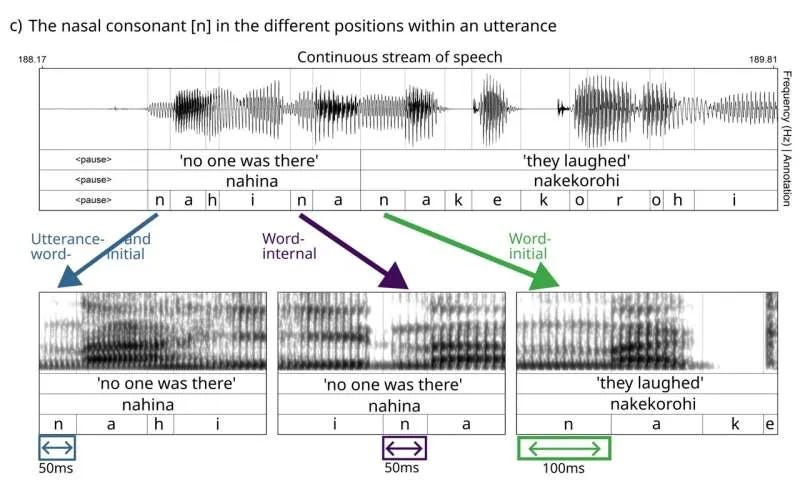 A set of spectrograms comparing length of the sound /n/ at the beginnings of words vs. other positions in the words.