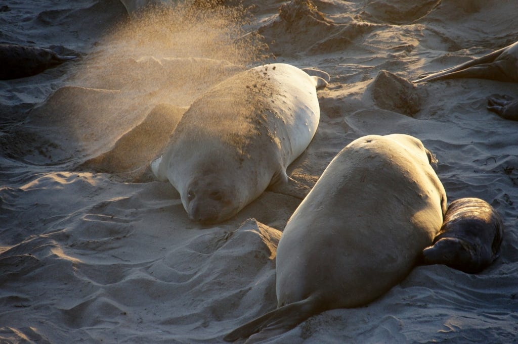 All the seals were constantly flipping sand onto their backs. Perhaps to keep the sun off?