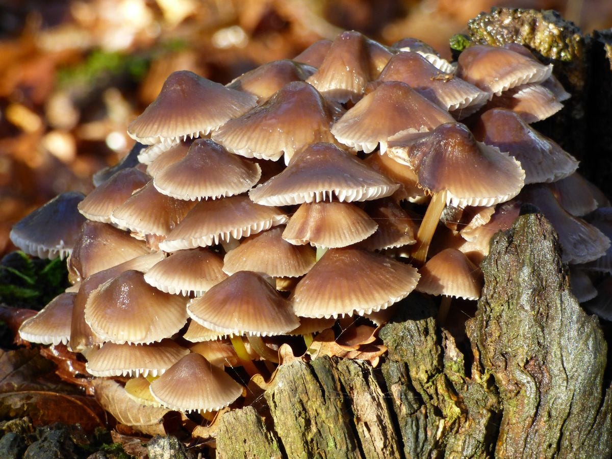 Free Images : tree, nature, forest, fall, trunk, flora, strain, fungus, mushrooms ...