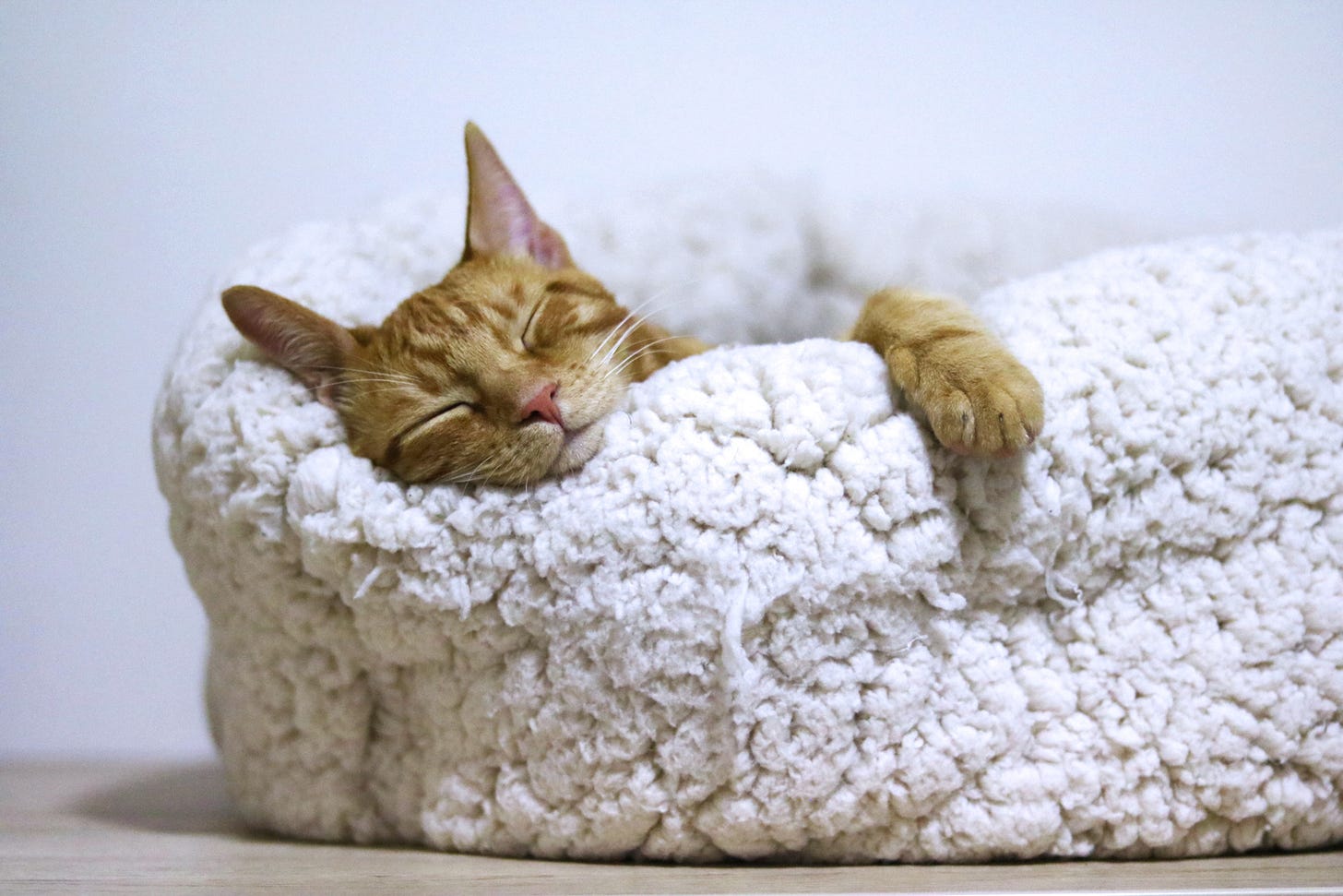 Photo of a cat asleep on a furry cat bed