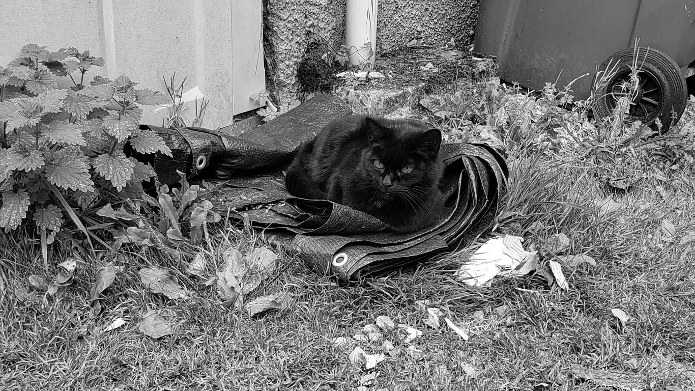 A black cat curled up on a tarpaulin gazes into the middle distance