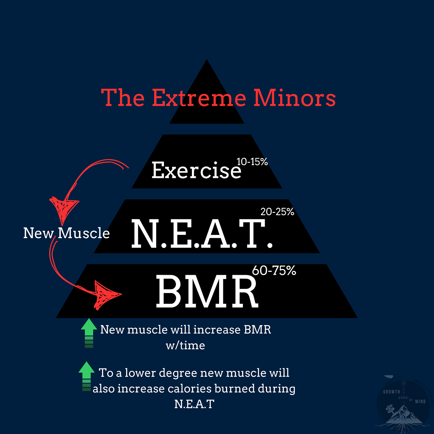 Chart of BMR, N.E.A.T and exercise to show that exercise can improve BMR in the long run as well as neat in a pyramid fashion along with some pros of building muscle