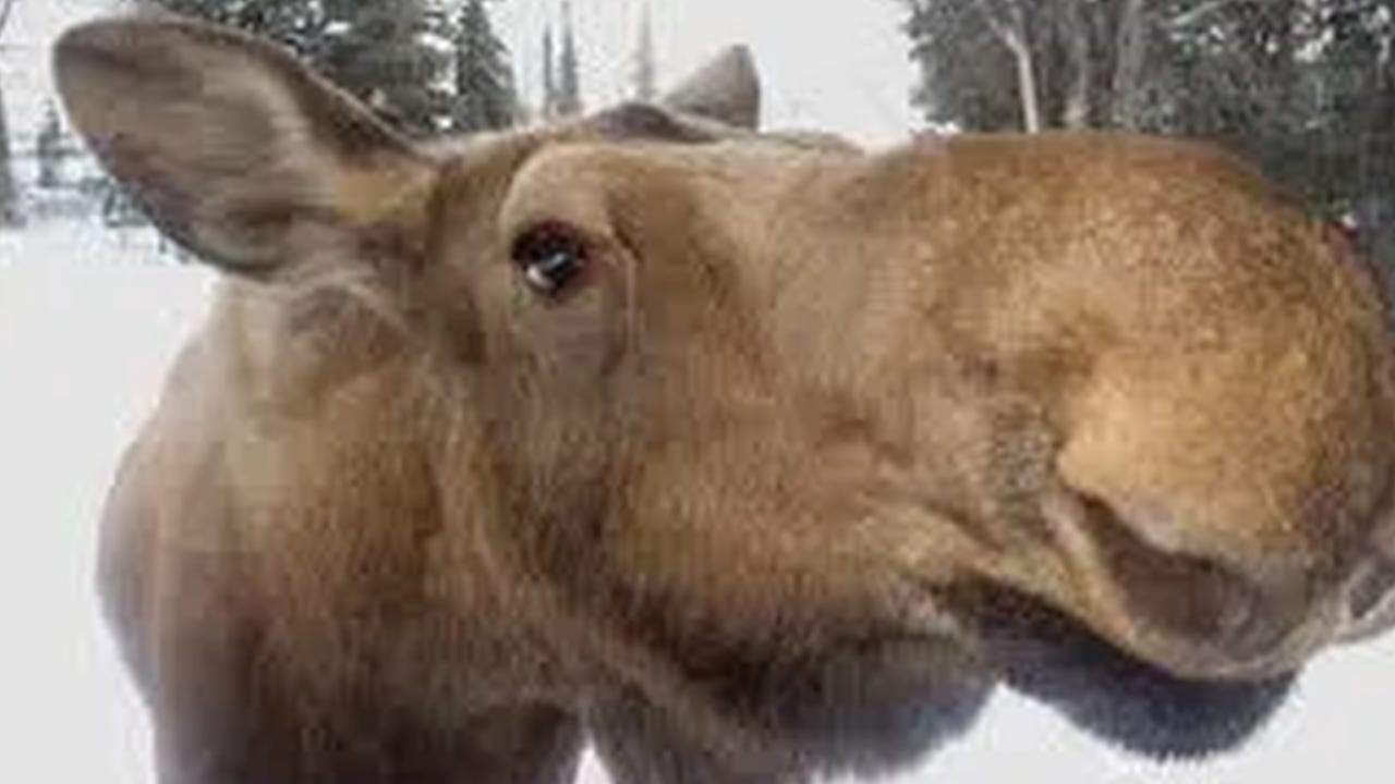 Close encounters with moose in Anchorage, Alaska.