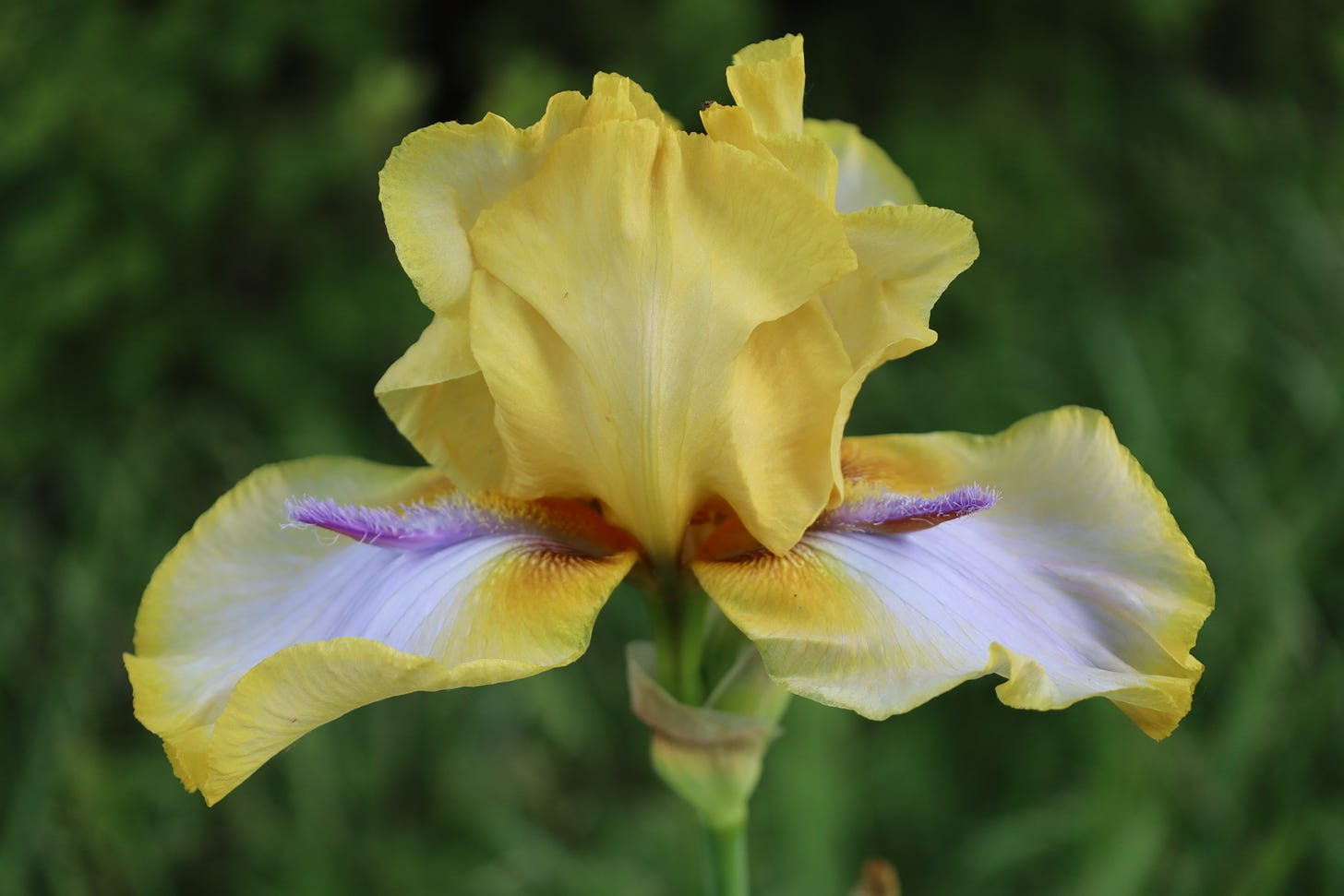 One last iris from the Genuine Faux Farm for this blog