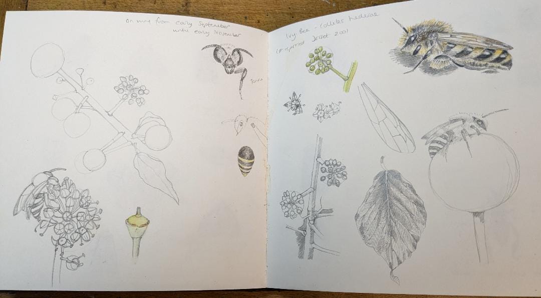 sketchbook studies of ivy bees