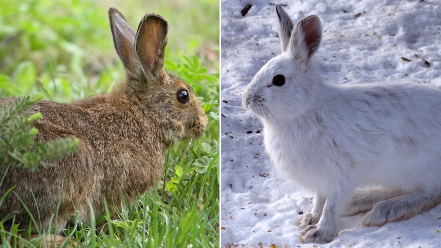 Slow, Steady Climate Change Defeating Color-Changing Bunny