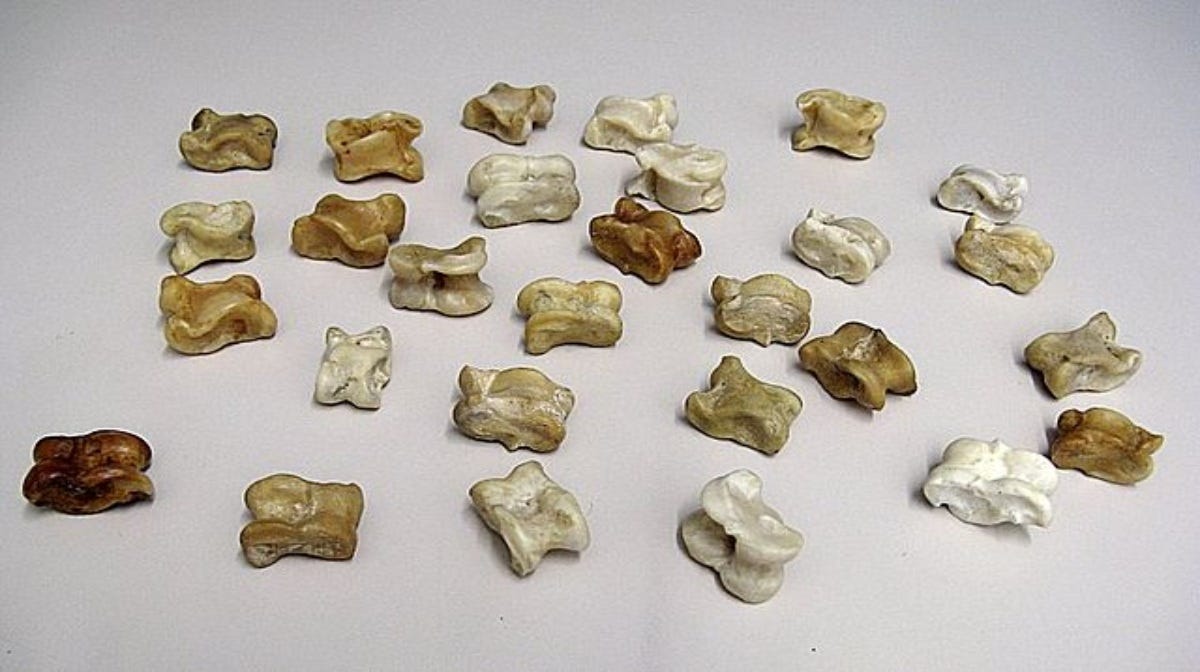 Astragaloi, el último juego de huesos hallado por arqueólogos