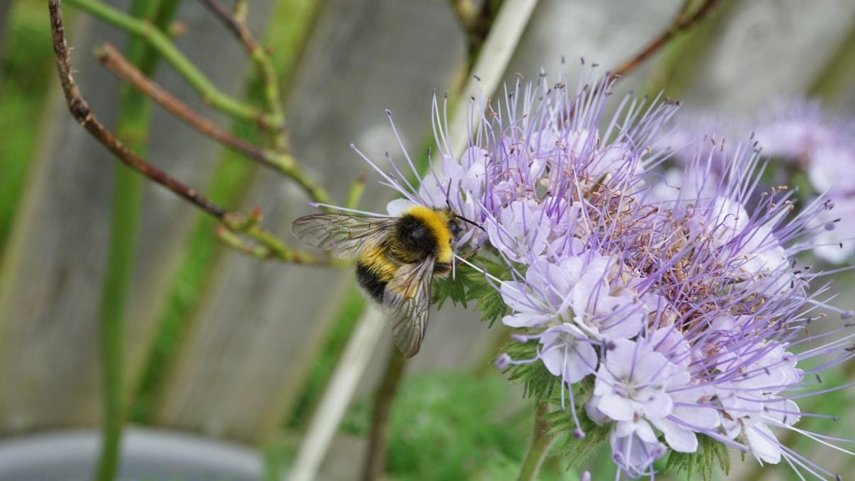 A bee on a purple flower

Description automatically generated