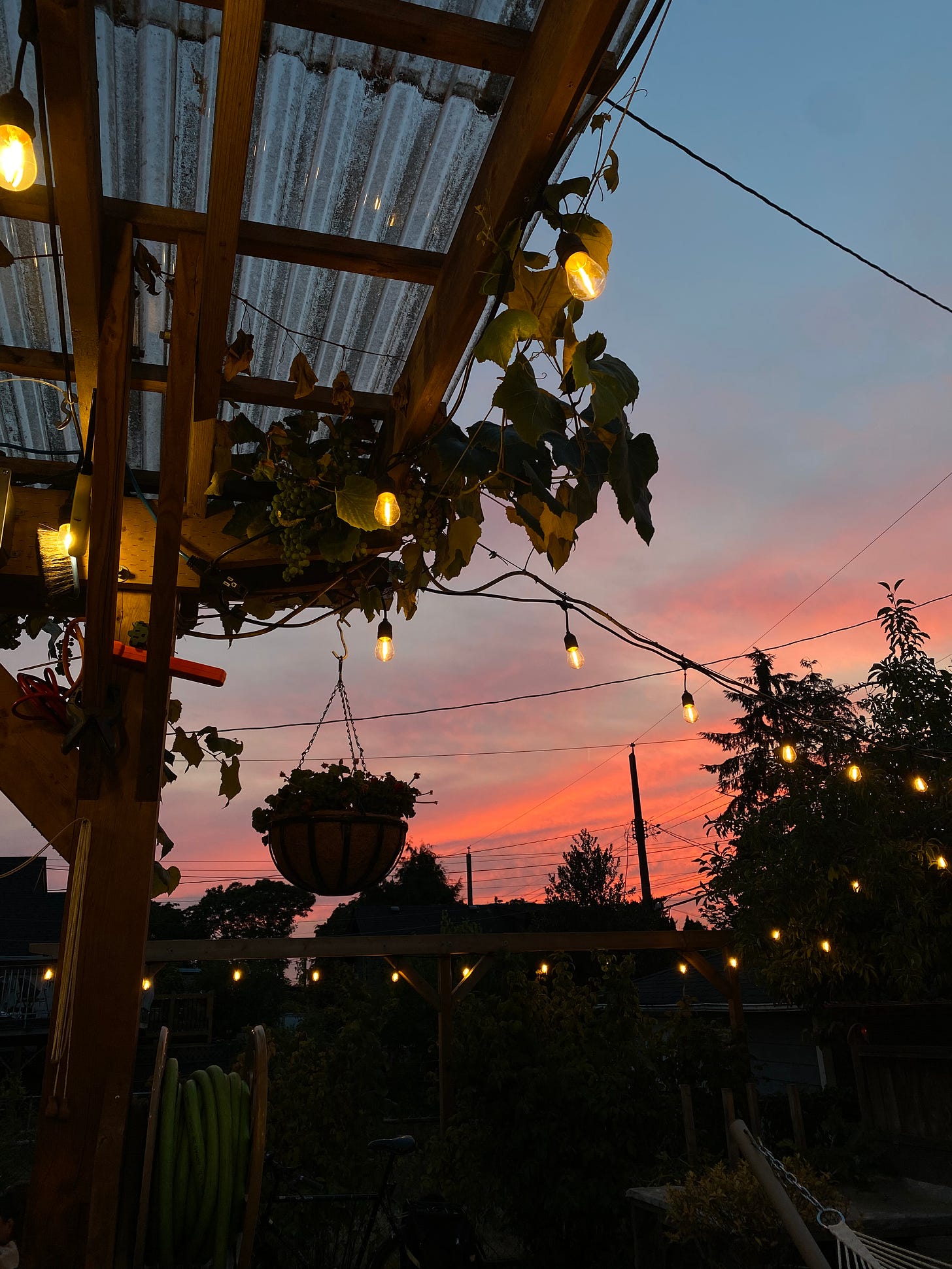 A hot pink sunset taken from a covered patio, with small white string lights lining the darkened yard. A hanging basket and grape vines frame the left side of the photo, and trees frame the right.
