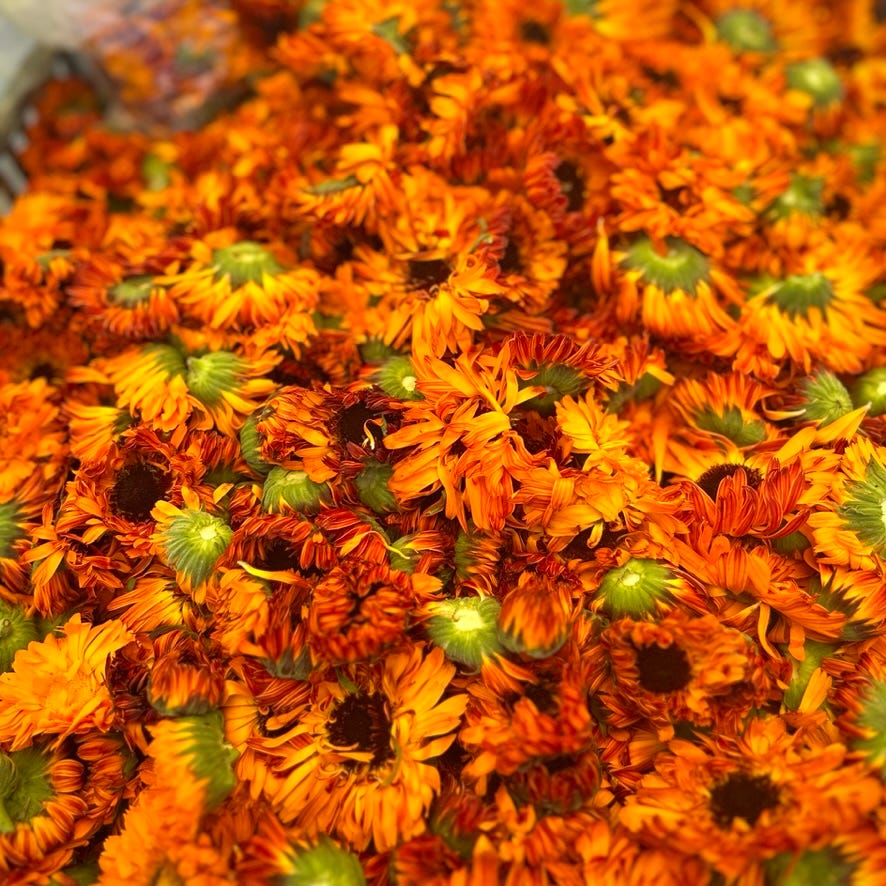 calendula blossoms