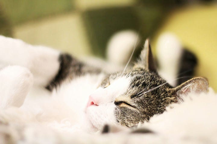 A cat sleeping on a fuzzy blanket.