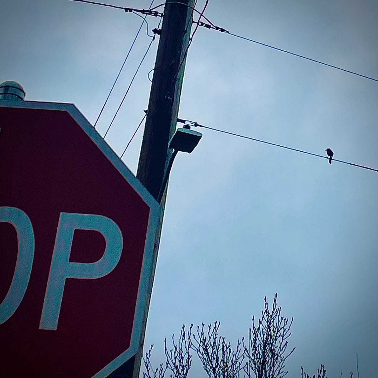 looking up, past a Stop sign, at a utility pole. A bluejay perches on a wire. Gray sky behind.