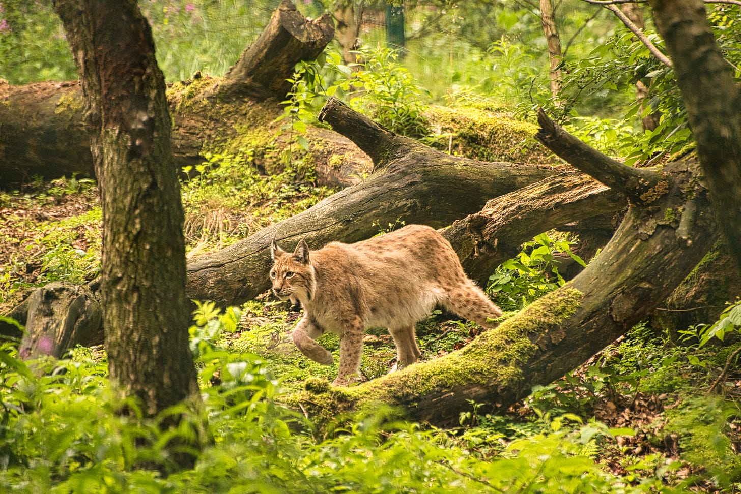 A Eurasian lynx walking carefully through a forest with moss-covered fallen trees and vibrant green foliage, illustrating survival and regeneration in nature. Photo: Jay Siegmann, Harz, Germany