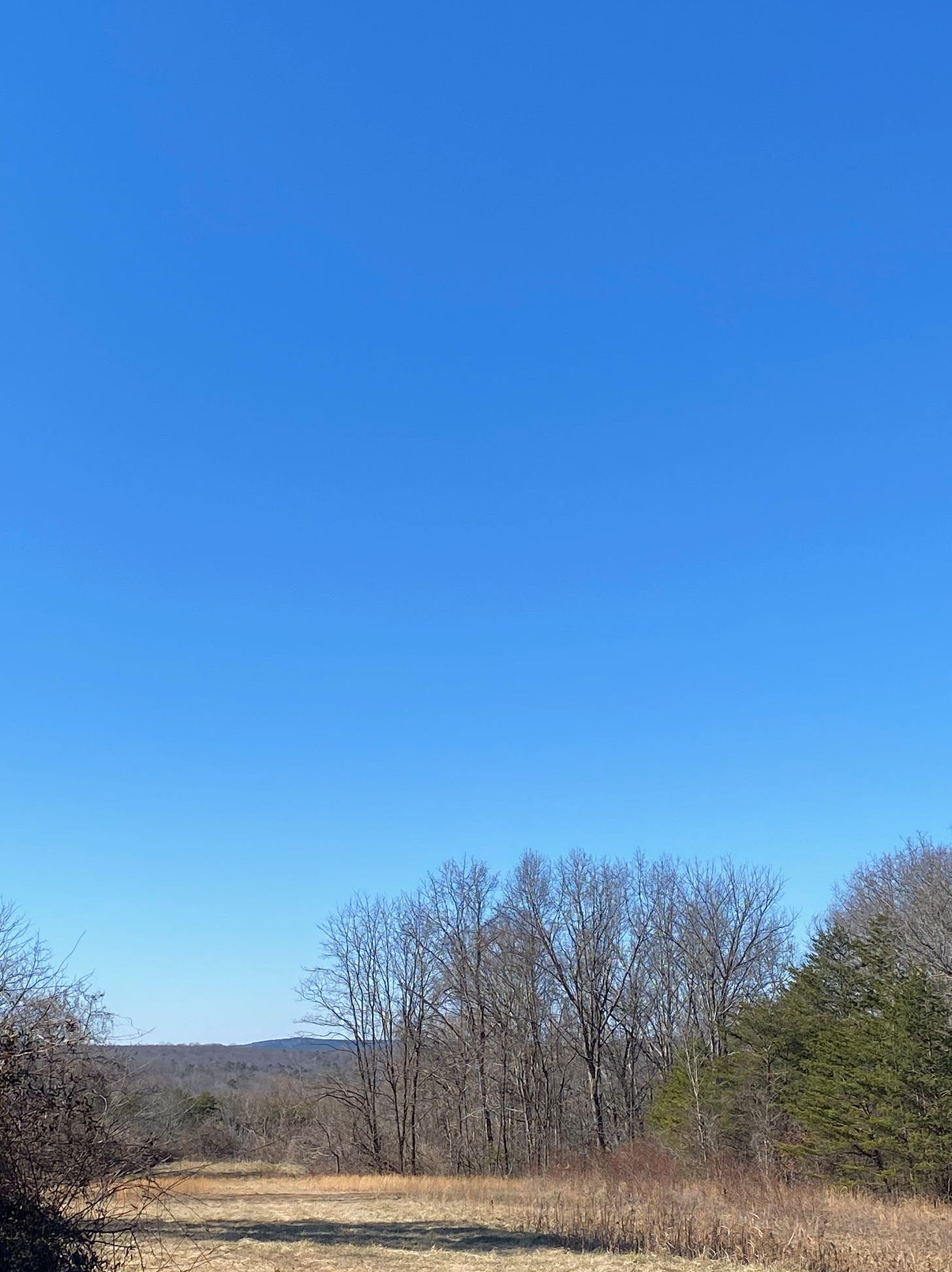 image shows a bright blue sky over a brown field lined with leafless trees 