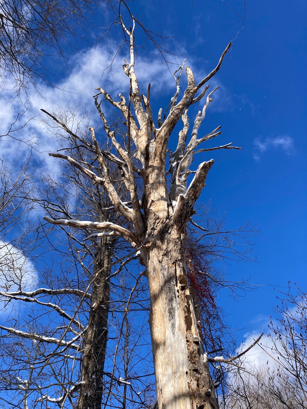 a spooky tree in a snowy forest against a backdrop of dark blue sky