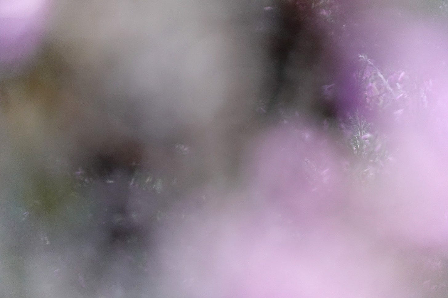 Evocative soft focus images through lichen clad ling heather (Calluna vulgaris) which flowers into September in Northeast Scotland 