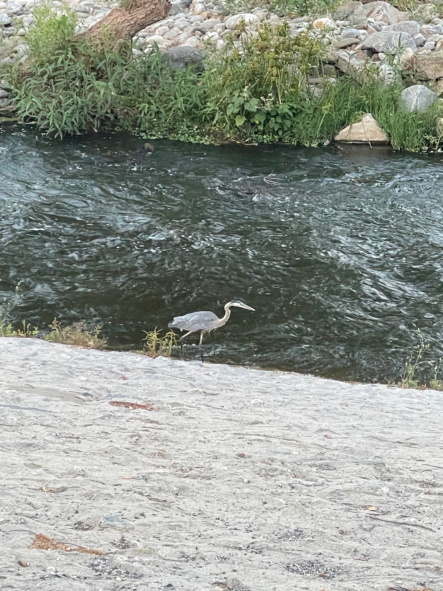 Heron wading in the L.A. river