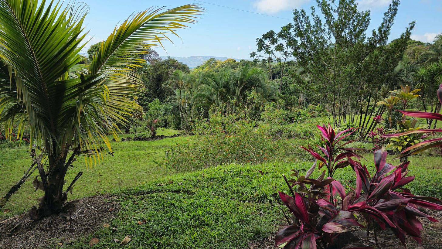 200mp view of some costa rican foliage