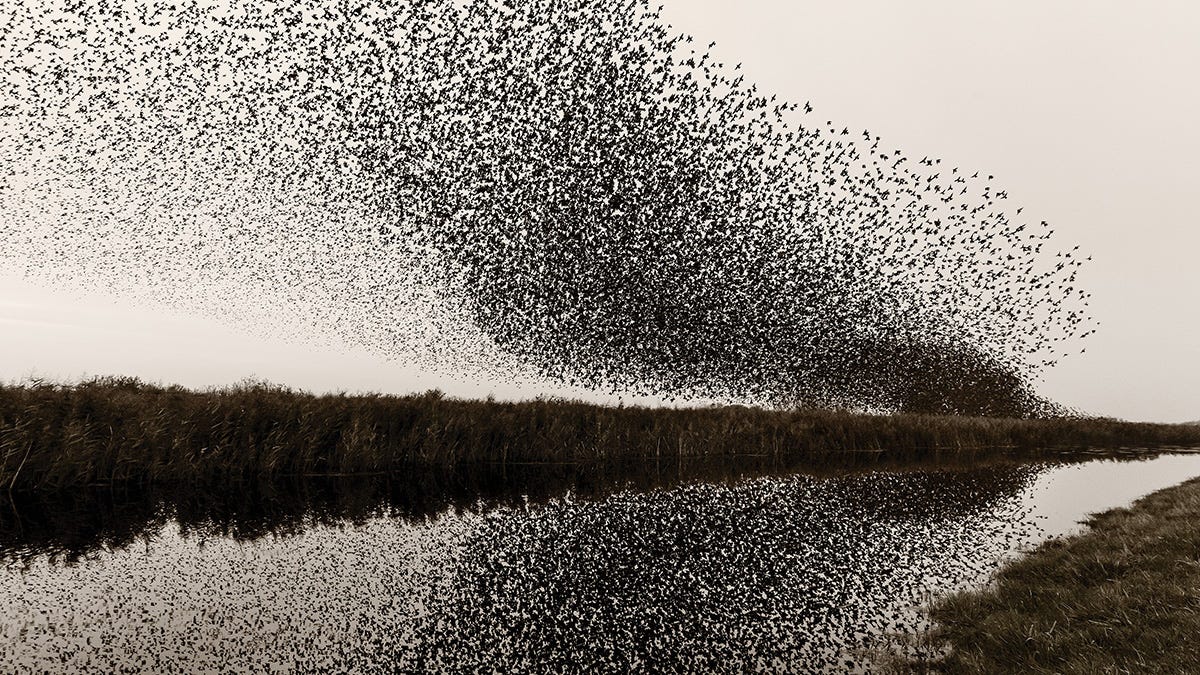 Murmuration: Søren Solkær's Starlings at Sunset | Professional  Photographers of America