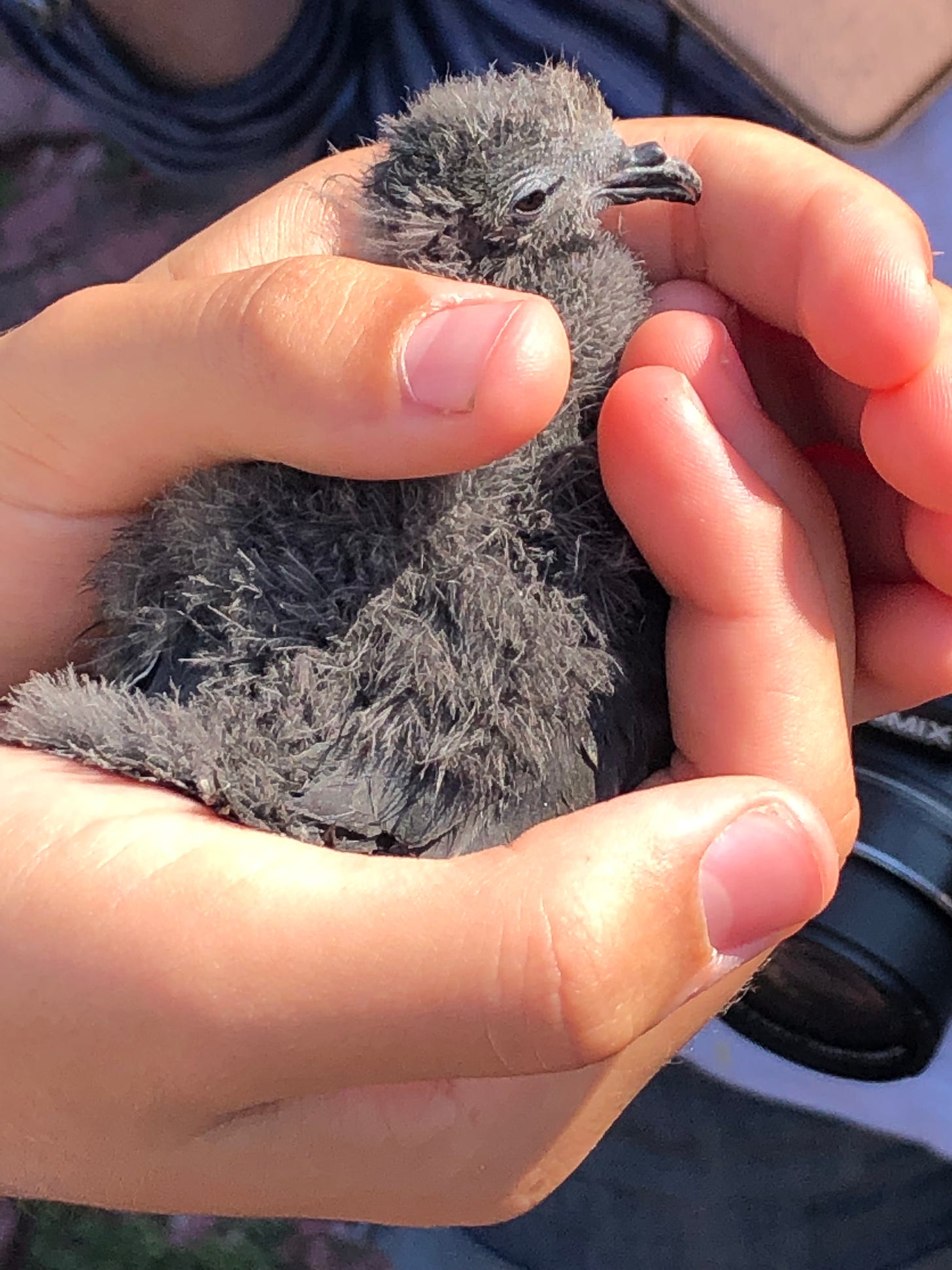 Not actually my hands, but my son's. The storm petrel chick is grey, tiny, fluffy and unbearably cute.