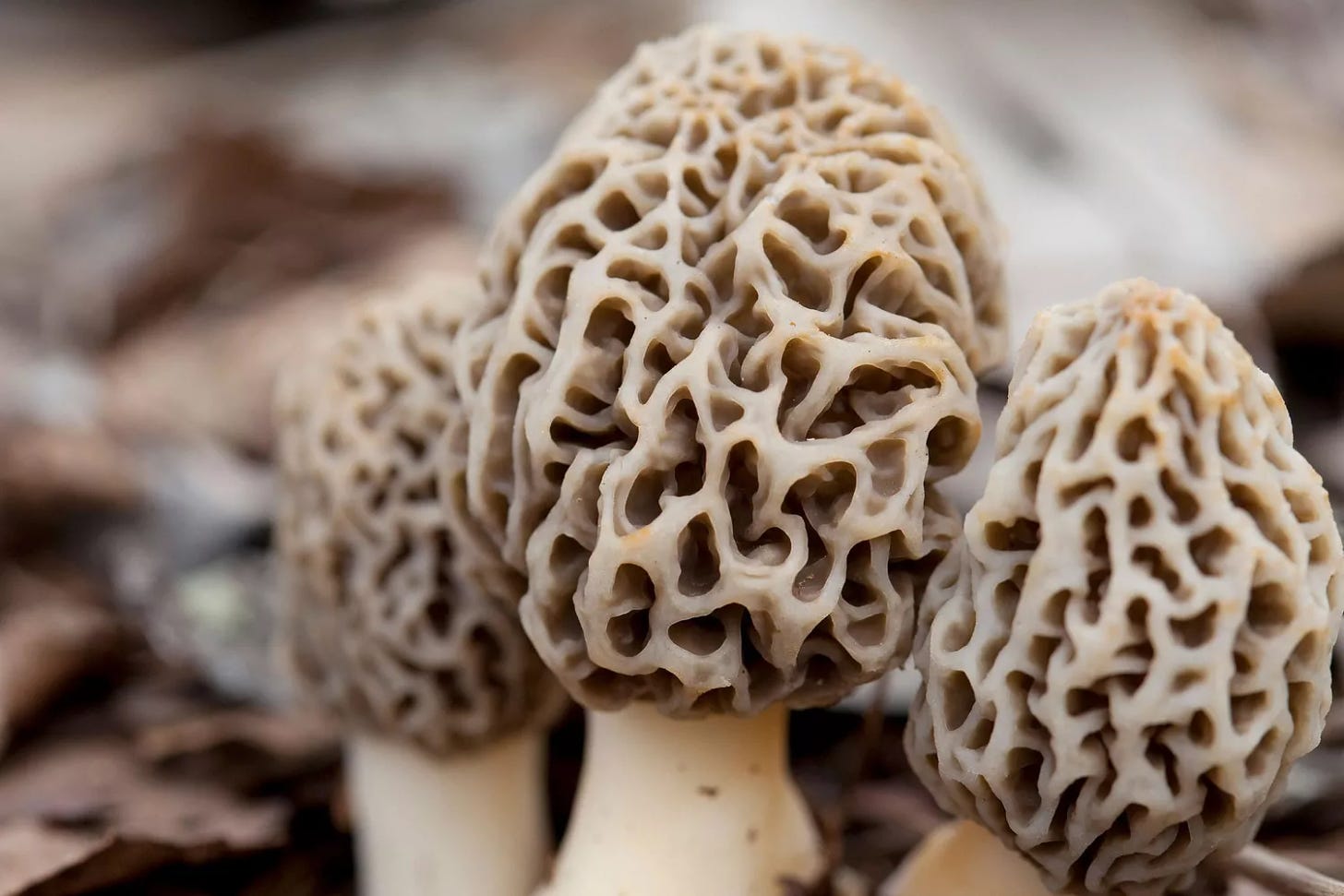 Morel mushrooms close-up shot