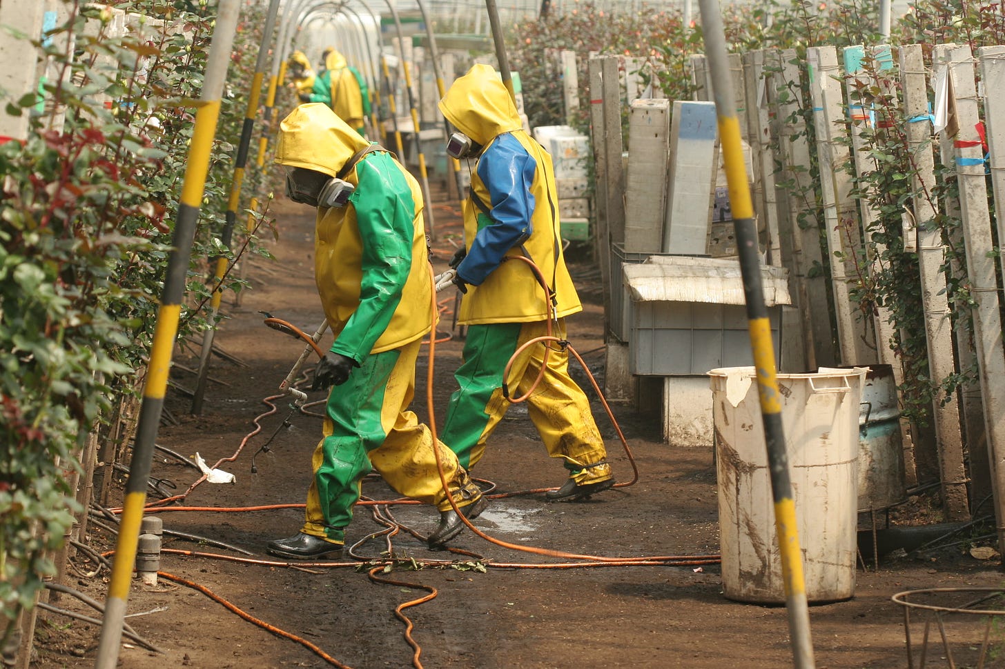 Two people in protective gear and facemasks spraying chemicals on plants in a greenhouse