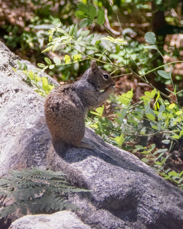 20240815-MtLemmon-310-Edit.jpg