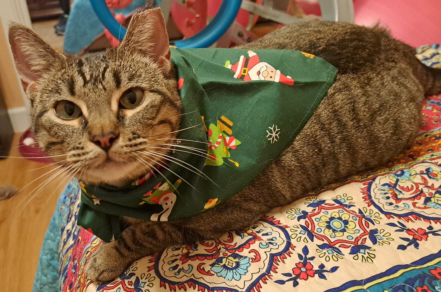 Daisy, a dear tabby with kitty PTSD from early trauma . She's wearing her Christmas scarf.