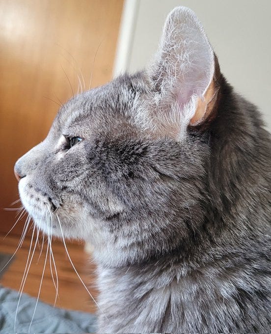 A close-up photo of the side of my grey tabby cat's head. 
