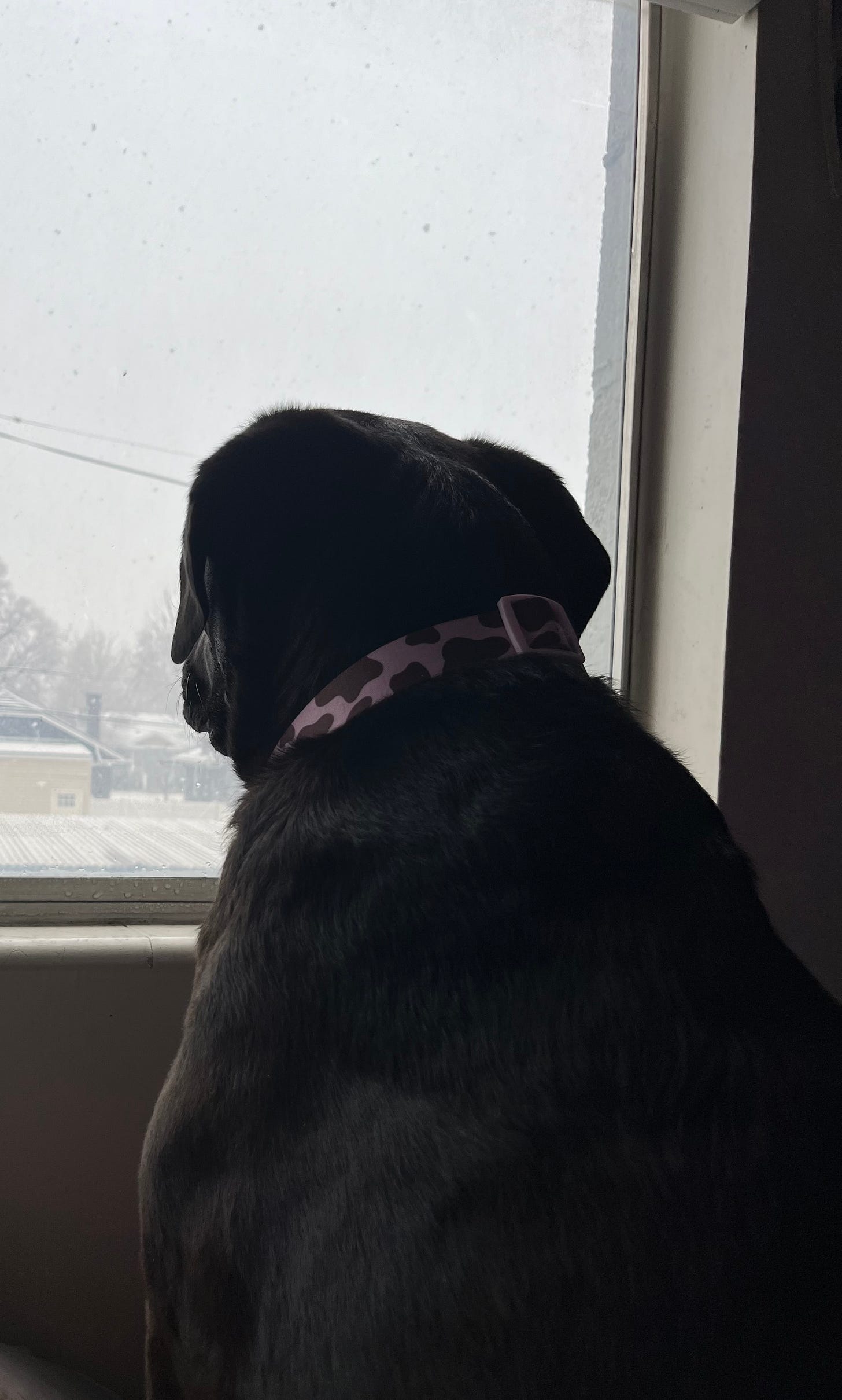 A black lab in a pink cow print collar looks out the window at the snow falling outside.