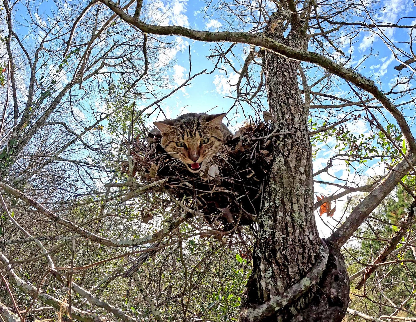 Cat laying in a bird nest, meowing