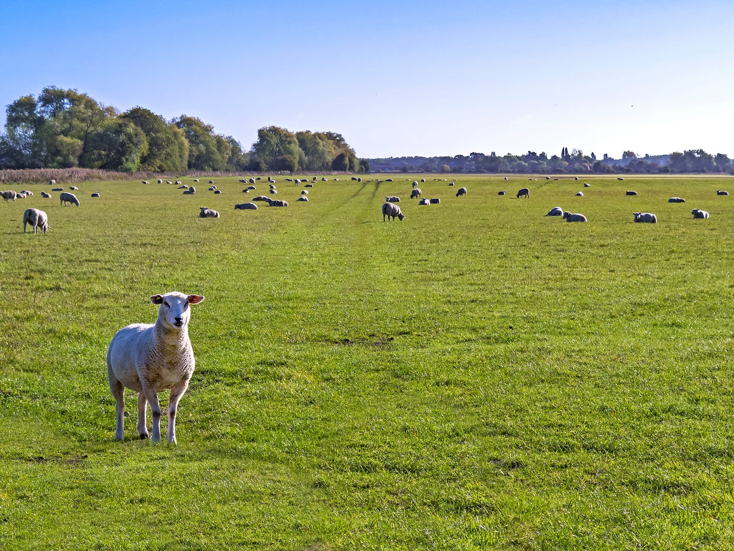 A green grass field with a flock of grazing sheep.  One sheep at the front is staring curiously at the camera.  There are background trees, and a blue sky above.