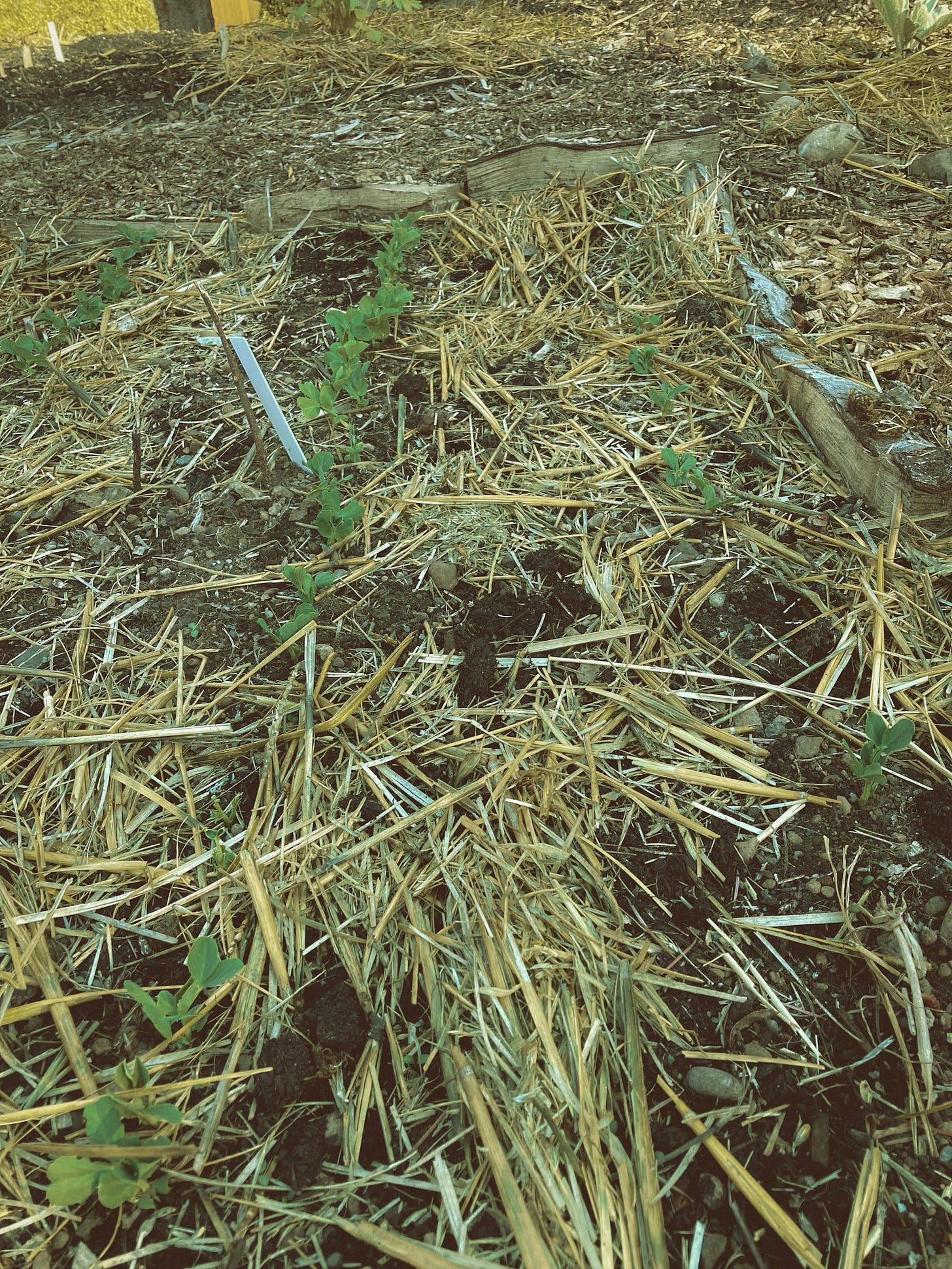 A garden patch with very young pea plants growing between straw.