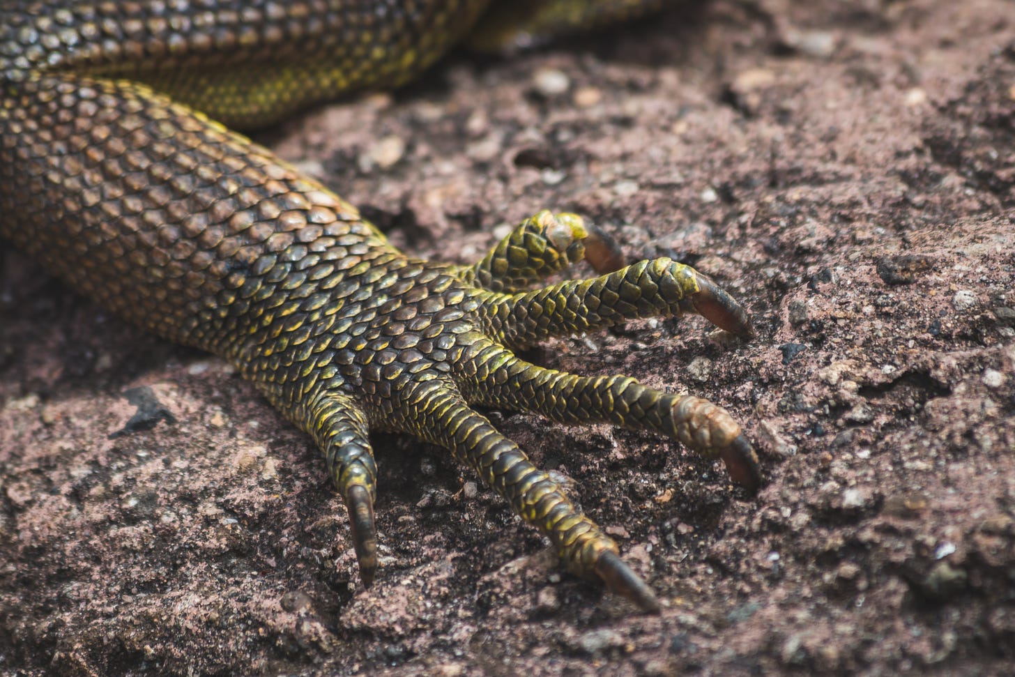 Fotografia. Detalhe da pata de um camaleão sobre a terra seca. As escamas do animal são verde-escuras, e as cinco unhas nas pontas de seus dedos estão cravadas no chão