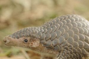 The Chinese Pangolin is one of two species that researchers have now provided high-quality, nearly gapless genome sequences and analyzed these for information to aid in conservation of these animals. The Chinese Pangolin and the Malayan Pangolin, also studied here, are listed as critically endangered on the Red List of the IUCN.