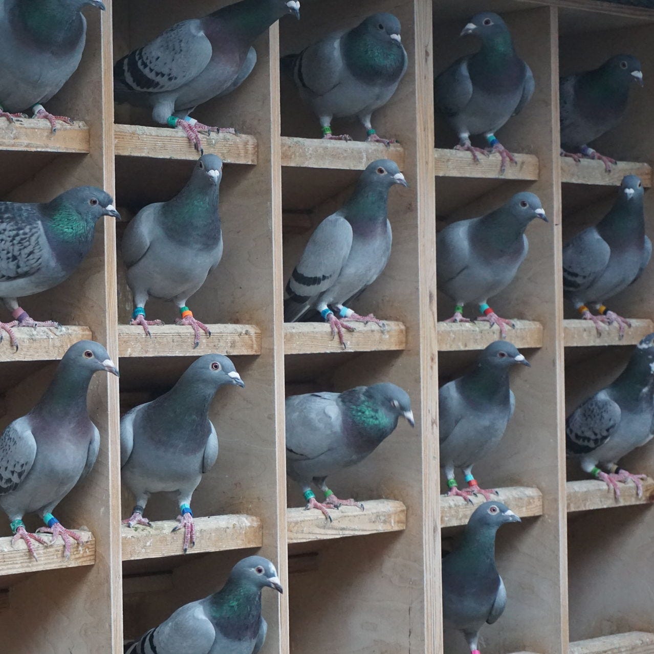 As Chinese Buyers Flock, Homing Pigeon Prices Soar - WSJ