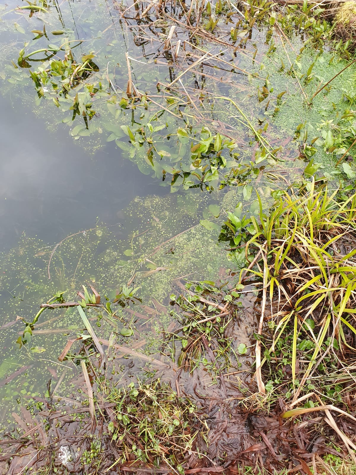 pond's edge: there is duckweed, bulrushes, algae, and some other plants i can't identify