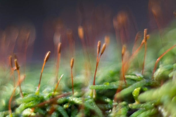 Individual sporocarps look like trees at this magnification. 