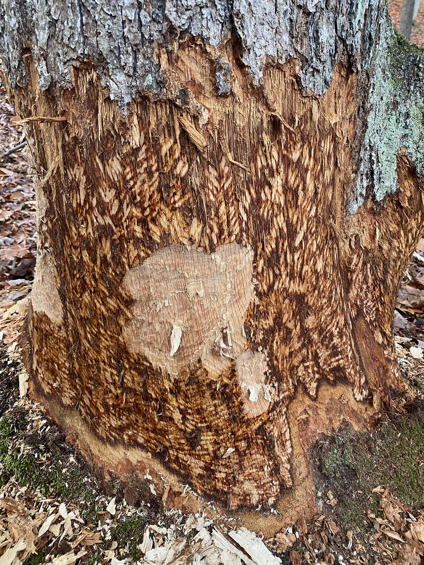 Closeup of the trunk a large tree, the bark partially torn away by beavers.