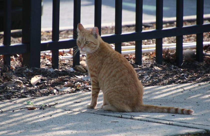 A ginger tabby cat sits on a sidewalk near a fence, looking at something to the left of the picture. 