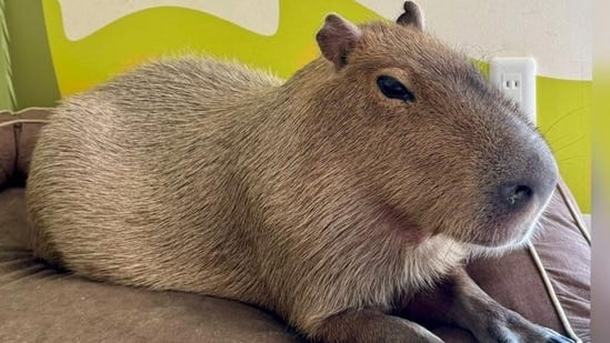 From TikTok to Tokyo: How Capybaras Conquered the Internet and Our Hearts .(FMくん マロンのぱぱ/Twitter.X)(Twitter. X)