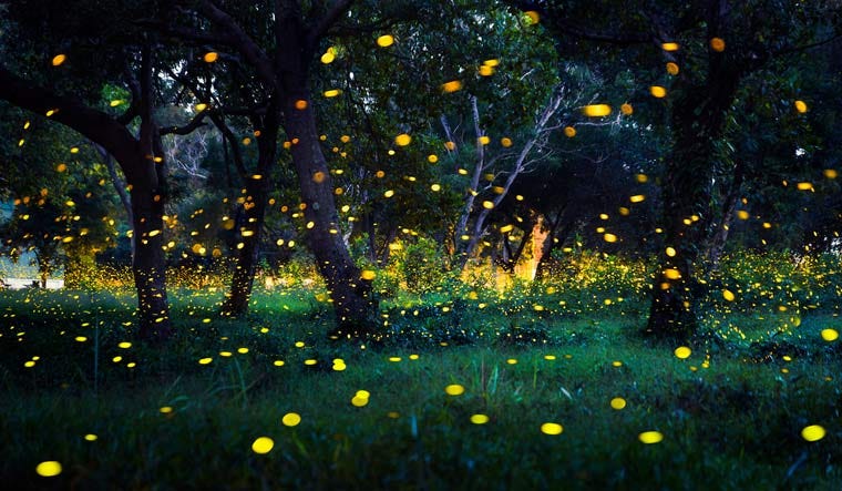 Long exposure shot of many fireflies flying at night in a green forest in Thailand full of trees