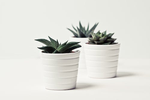 Free Selective Focus Photography of Three Succulent Plants Stock Photo