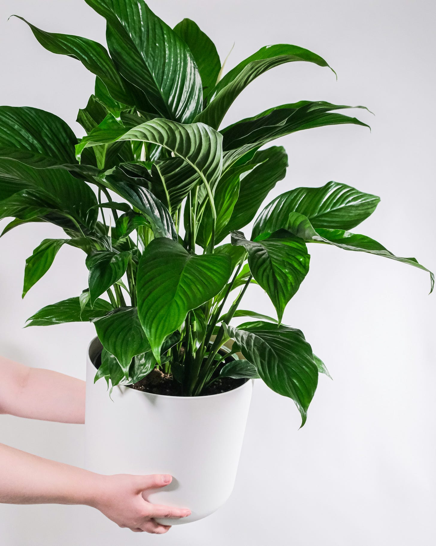 Peace lily plant