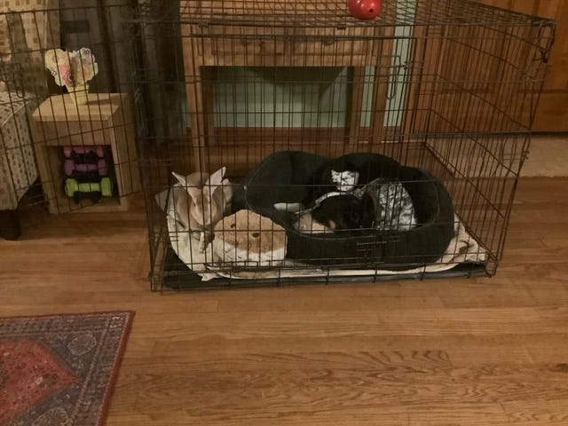 rabbit in dog crate with dog